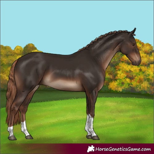Horse Color:Liver Chestnut Tobiano Rabicano 