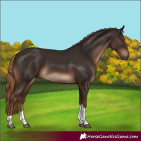 Horse Color:Liver Chestnut Tobiano Rabicano 