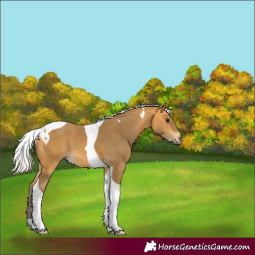Horse Color:Silver Buckskin Tobiano 