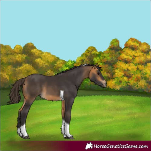 Horse Color:Buckskin Tobiano