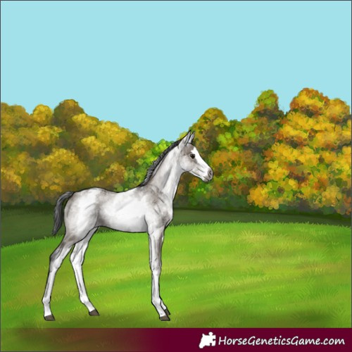 Horse Color:Gray White Spotted Grullo Splash