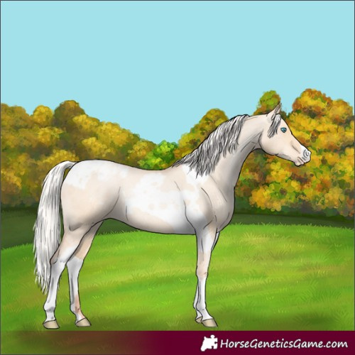 Horse Color:Silver Amber Champagne Pearl Dun Tobiano Appaloosa Rabicano and Silver Amber Champagne Pearl Dun Tobiano Appaloosa Rabicano