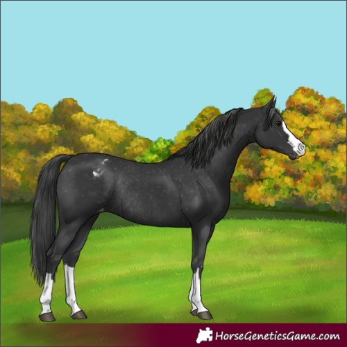 Horse Color:Black Appaloosa Rabicano 