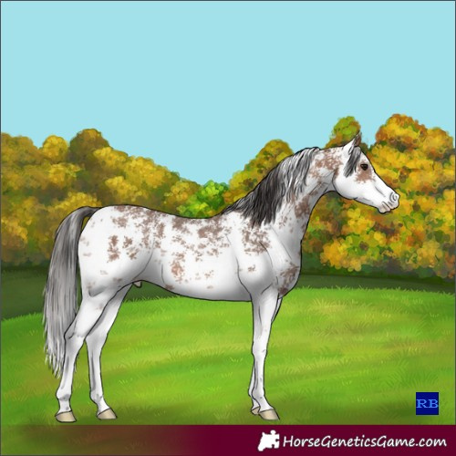Horse Color:Bay Sabino 