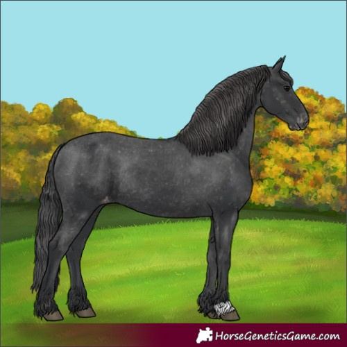 Horse Color:Unknown 