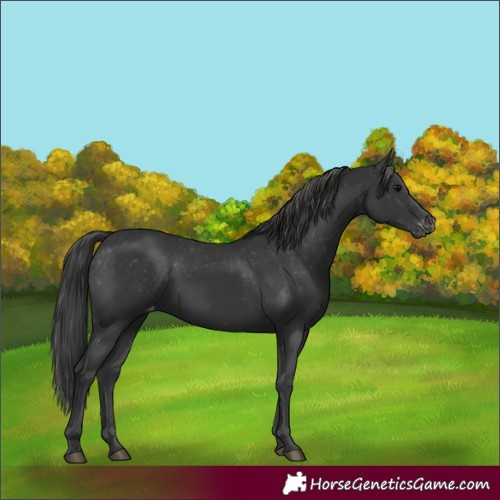 Horse Color:Black Appaloosa Rabicano