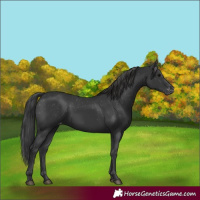 Horse Color:Black Varnish Rabicano