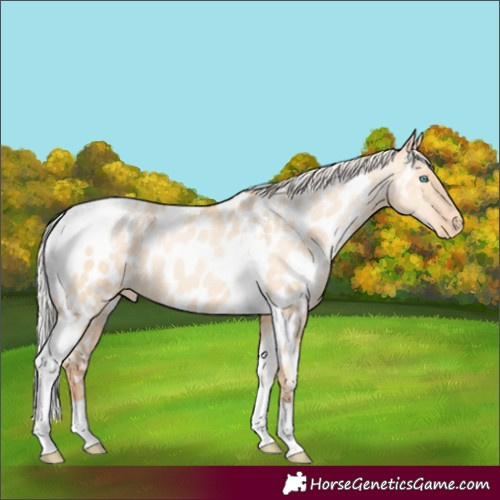 Horse Color:Silver Amber Champagne Pearl Dun Tobiano Appaloosa Rabicano and Silver Amber Champagne Pearl Dun Tobiano Appaloosa Rabicano