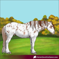 Horse Color:Chestnut Sabino Splash Near Leopard 