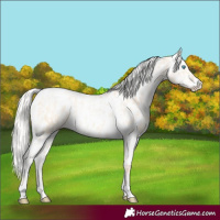 Horse Color:Silver Amber Champagne Pearl Dun Tobiano Near Leopard Rabicano and Silver Amber Champagne Pearl Dun Splash Tobiano Near Leopard Rabicano