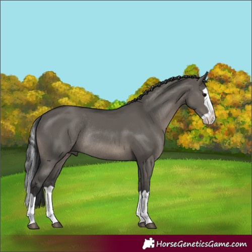 Horse Color:Grullo Splash Rabicano 
