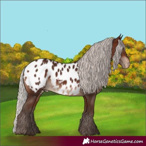 Horse Color:Silver Brown Blanket Rabicano 