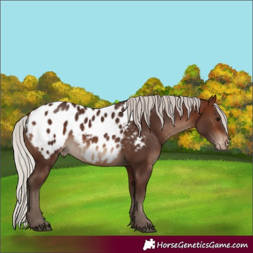 Horse Color:Silver Brown Appaloosa Rabicano 