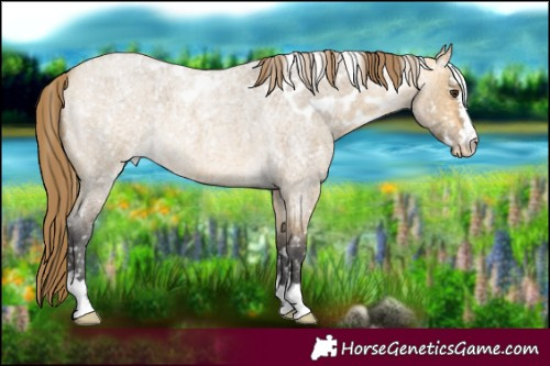 Horse Color:Buckskin Ice Roan Dun Skewed Appaloosa