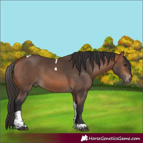 Horse Color:Bay Tobiano