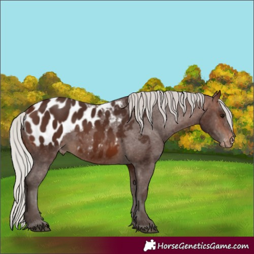 Horse Color:Silver Brown Appaloosa 