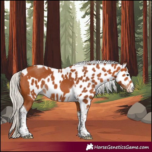Horse Color:Silver Bay Tobiano Skewed Appaloosa Rabicano 
