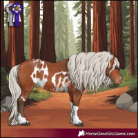 Horse Color:Silver Bay Tobiano Skewed Appaloosa 
