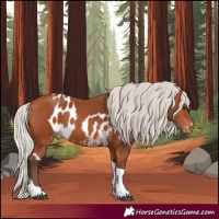 Horse Color:Silver Bay Tobiano Skewed Appaloosa 