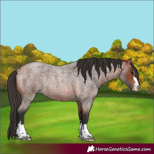 Horse Color:Bay Roan Rabicano 