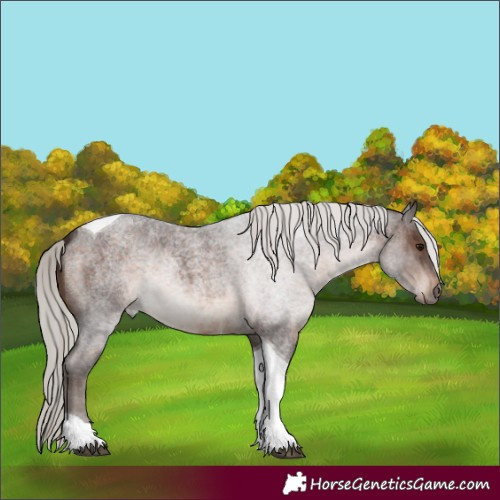 Horse Color:Silver Brown Roan Tobiano 