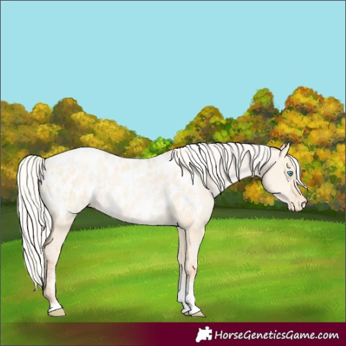 Horse Color:Silver Amber Champagne Pearl Dun Tobiano Appaloosa Rabicano  and Silver Amber Cream Champagne Pearl Dun Tobiano Appaloosa Rabicano 