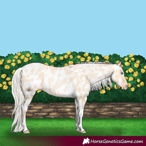 Horse Color:Silver Amber Champagne Pearl Dun Tobiano Appaloosa Rabicano and Silver Amber Champagne Pearl Dun Tobiano Appaloosa Rabicano