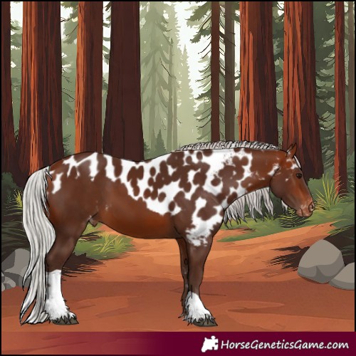 Horse Color:Silver Brown Tobiano Skewed Appaloosa 