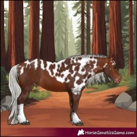 Horse Color:Silver Brown Tobiano Skewed Appaloosa 