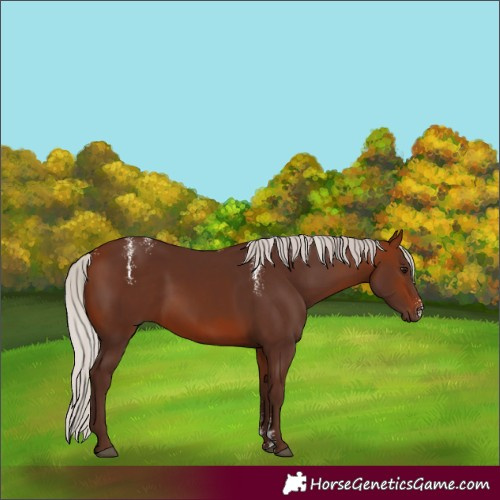 Horse Color:Powder White Silver Bay Rabicano 