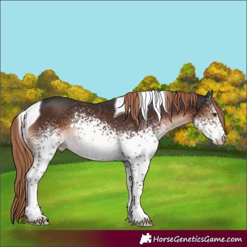 Horse Color:White Spotted Liver Chestnut Tobiano Rabicano 