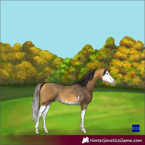 Horse Color:Buckskin Splash 