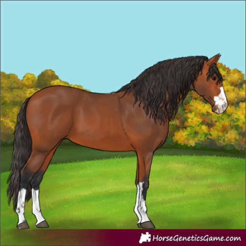 Horse Color:Unknown 