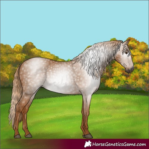 Horse Color:Gray Chestnut 