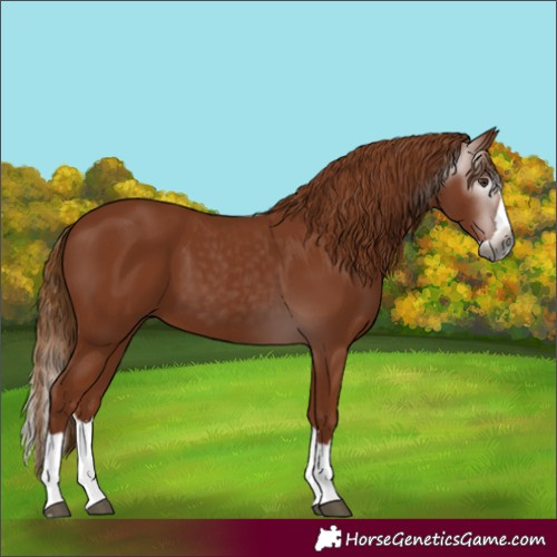Horse Color:Gray Chestnut Splash 