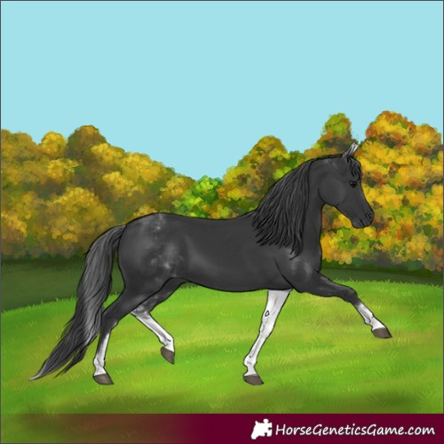 Horse Color:White Spotted Black 