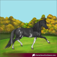 Horse Color:White Spotted Black