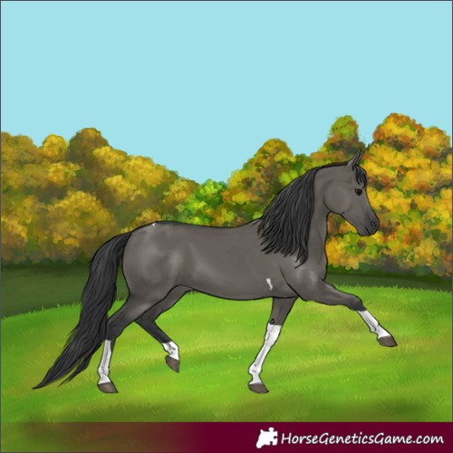Horse Color:Grullo Tobiano 