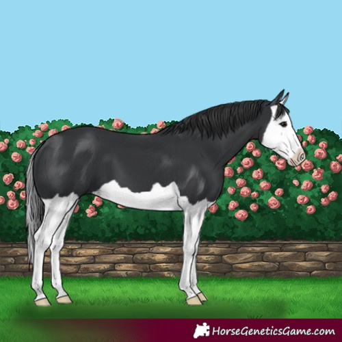 Horse Color:Black Splash
