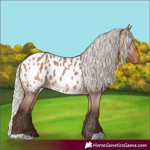 Horse Color:Silver Brown Dun Appaloosa 
