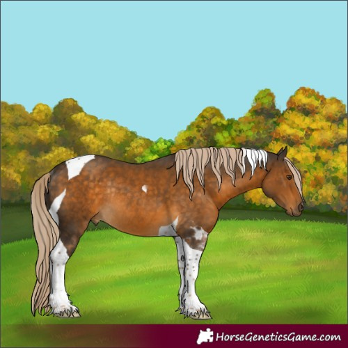 Horse Color:Chocolate Palomino Tobiano Rabicano 