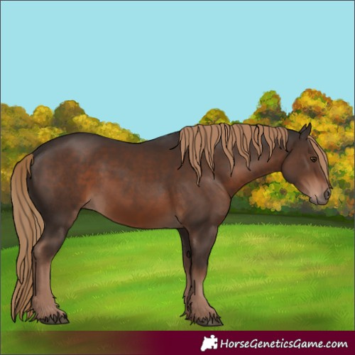 Horse Color:Liver Chestnut Rabicano 