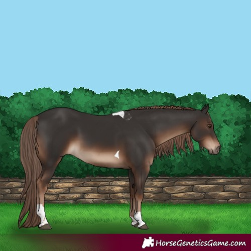 Horse Color:Liver Chestnut Tobiano Rabicano