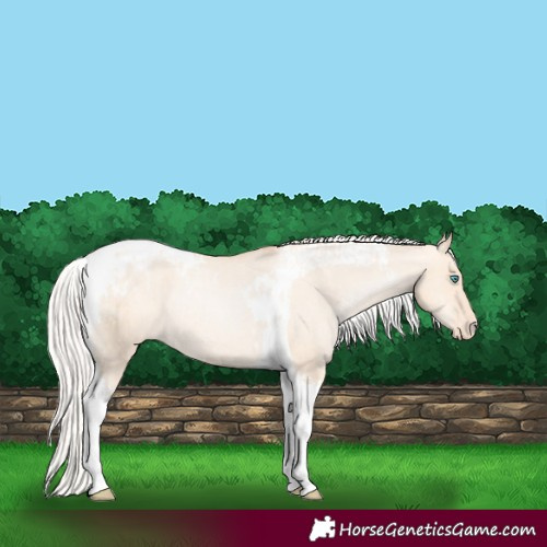 Horse Color:Silver Amber Champagne Pearl Dun Tobiano Appaloosa Rabicano and Silver Amber Champagne Pearl Dun Tobiano Appaloosa Rabicano