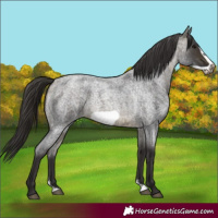 Horse Color:Buckskin Roan Sabino Frame 