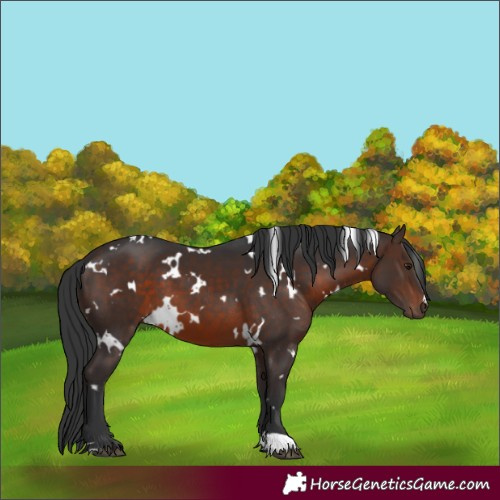Horse Color:White Spotted Brown 