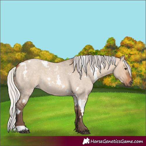 Horse Color:White Spotted Silver Bay Roan Dun