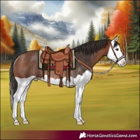 Horse Color:Bay Splash Rabicano 