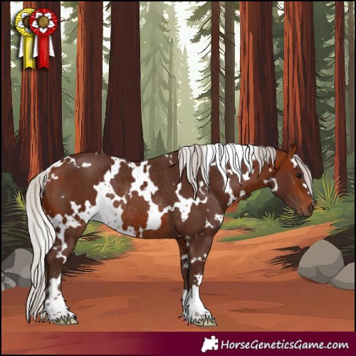 Horse Color:White Spotted Silver Bay Rabicano 