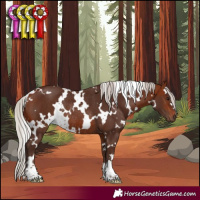 Horse Color:White Spotted Silver Bay Rabicano